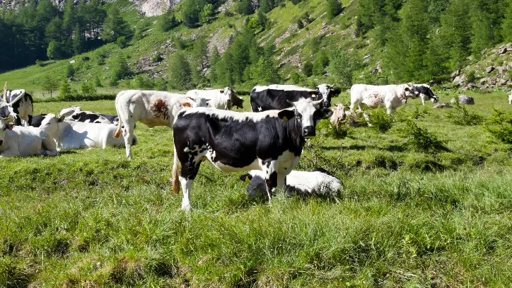 Italian Cows Sunny Day Close Susa Piedmont Italian Alps Cropped